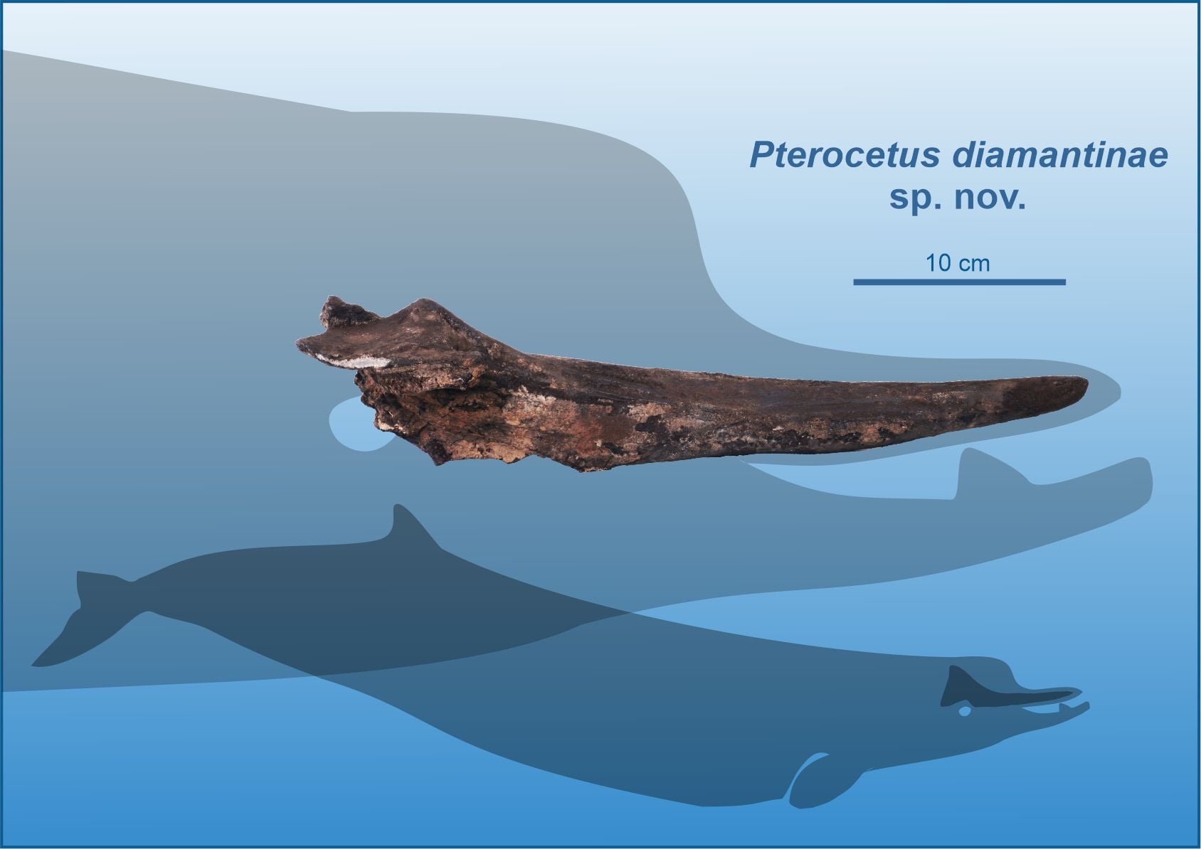 Pterocetus Diamantinae