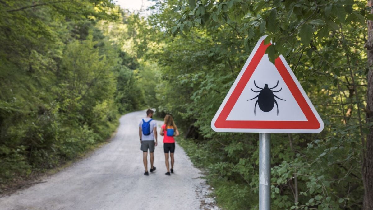 New York’s Latest Tourist? A Rare, Potentially More Severe Form of Lyme Disease