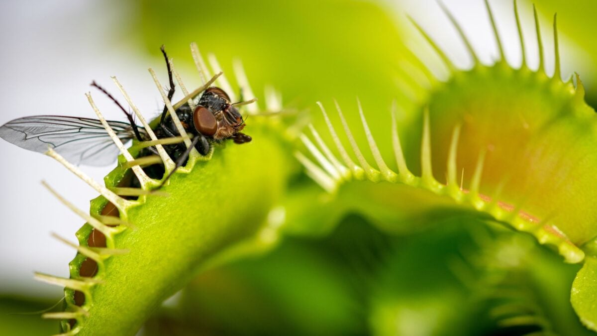 Scientists Finally Solved the Mystery of How Venus Flytraps…