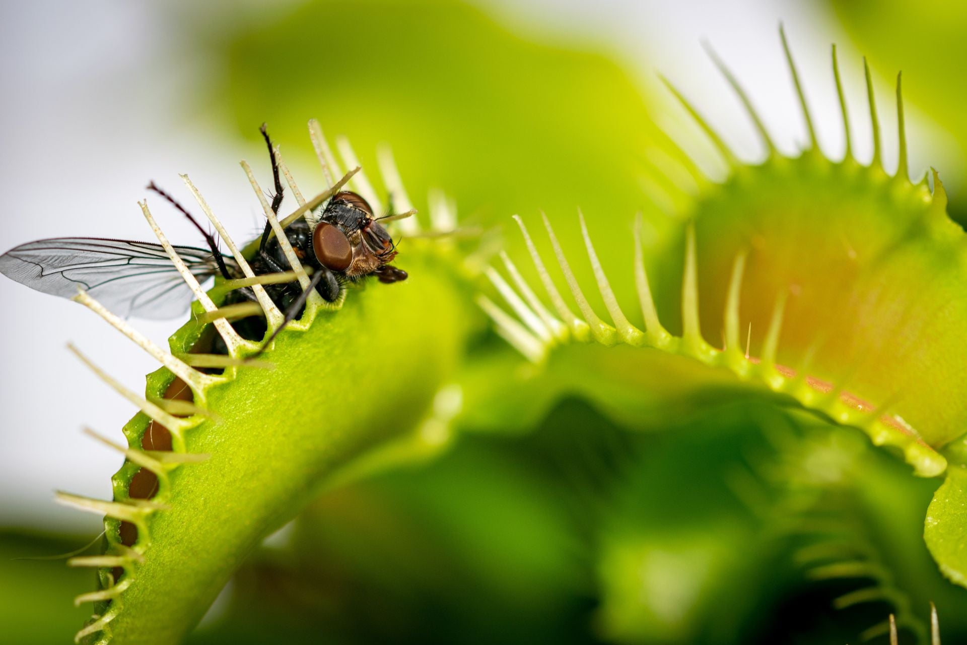 A common house fly caught in a Venus flytrap's trap.