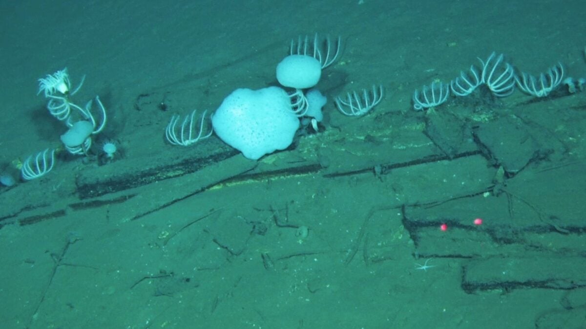 Scientists Have Just Discovered a 5 Million-Year-Old Whale Necropolis in the Deep Sea Scientists Have Just Discovered a 5 Million-Year-Old Whale Necropolis in the Deep Sea