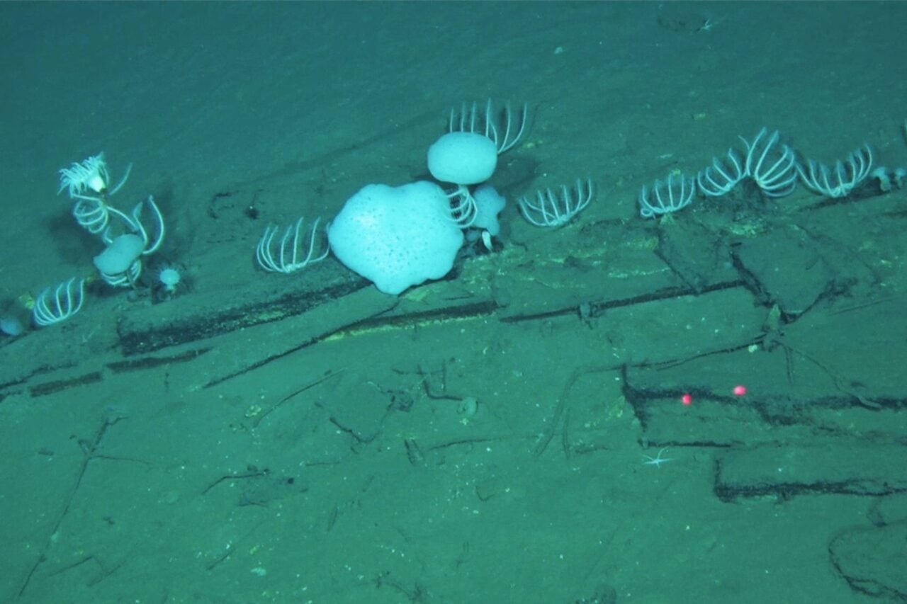 Scientists Have Just Discovered a 5 Million-Year-O