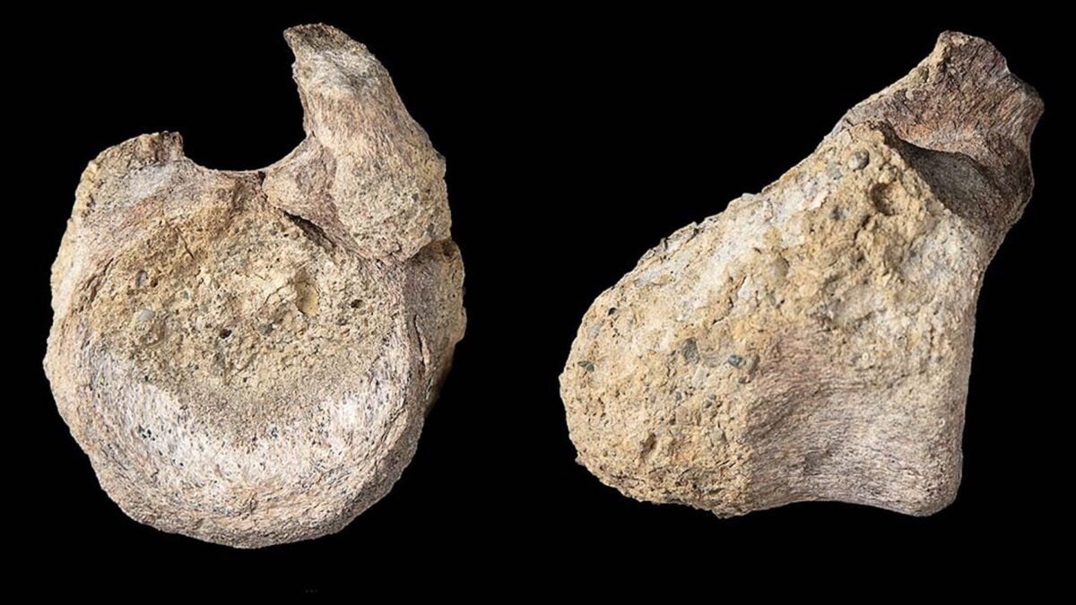 This Fossil Sat in a Drawer for 40 Years. Now It’s Changing What We Know About Dinosaurs in Antarctica