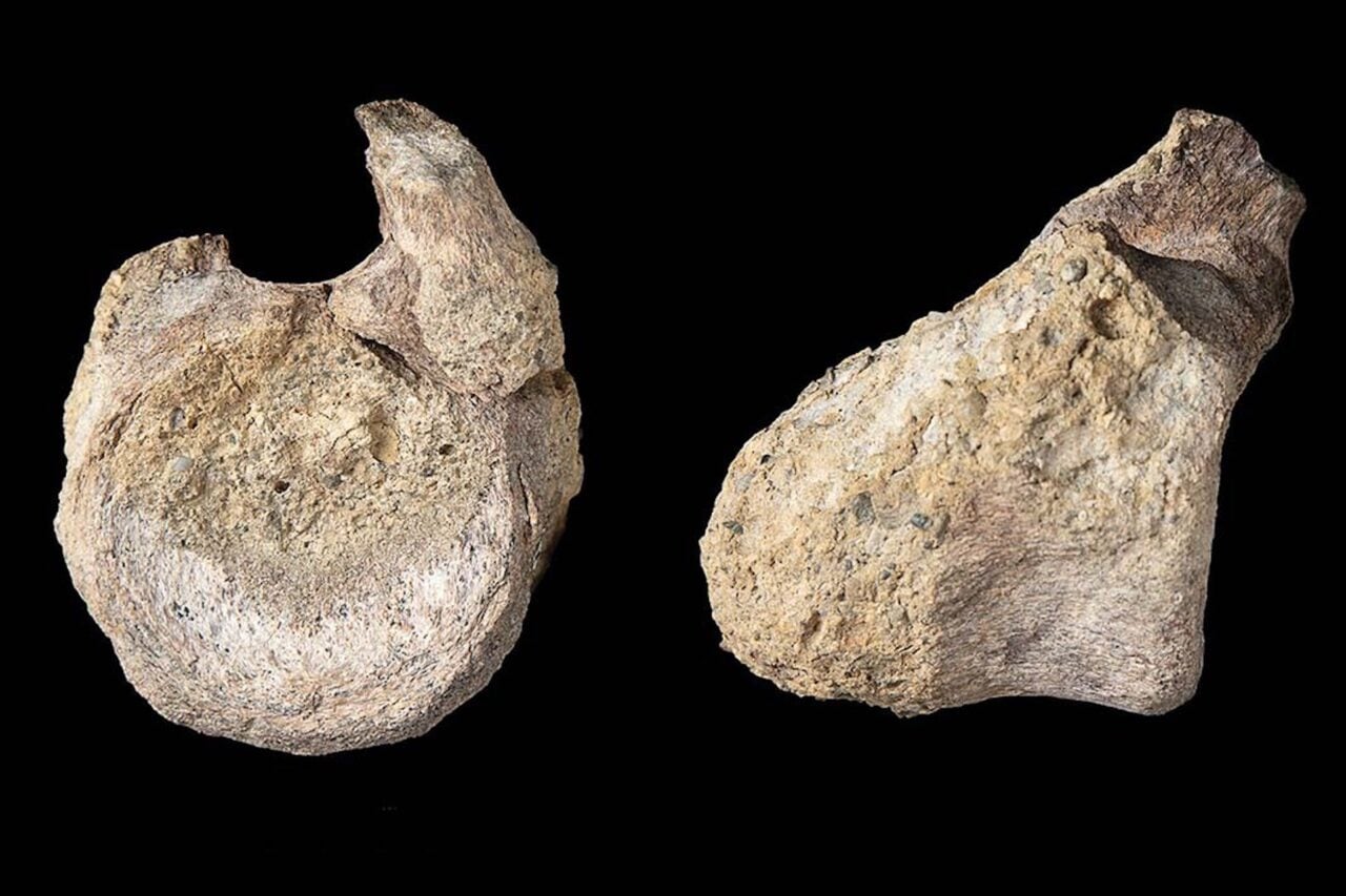 This Fossil Sat in a Drawer for 40 Years. Now It’s Changing What We Know About Dinosaurs in Antarctica