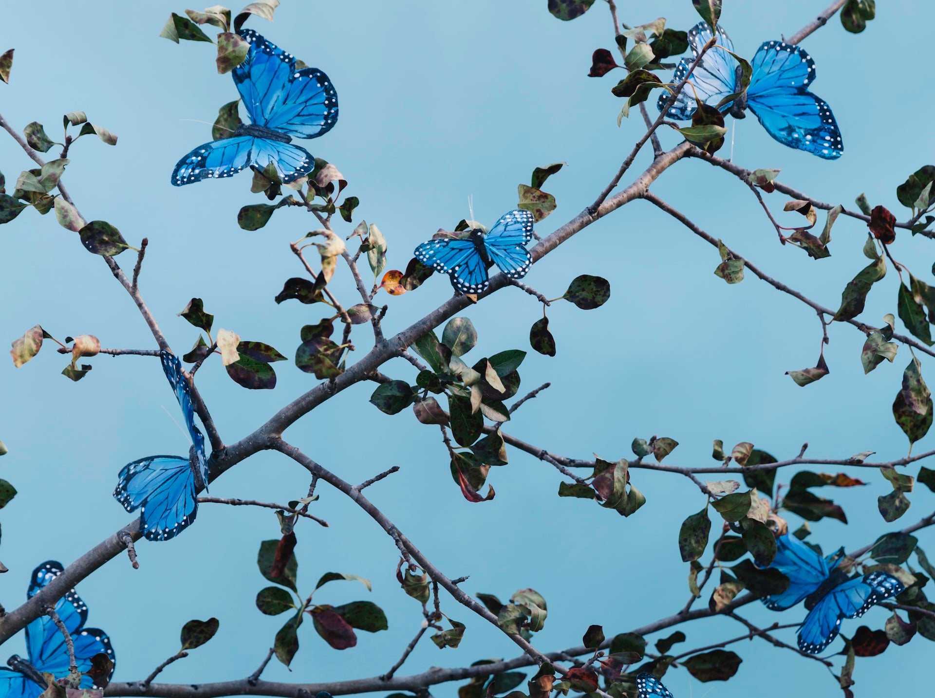 Close Up Of A Tree Branch With Many Blue Butterflies