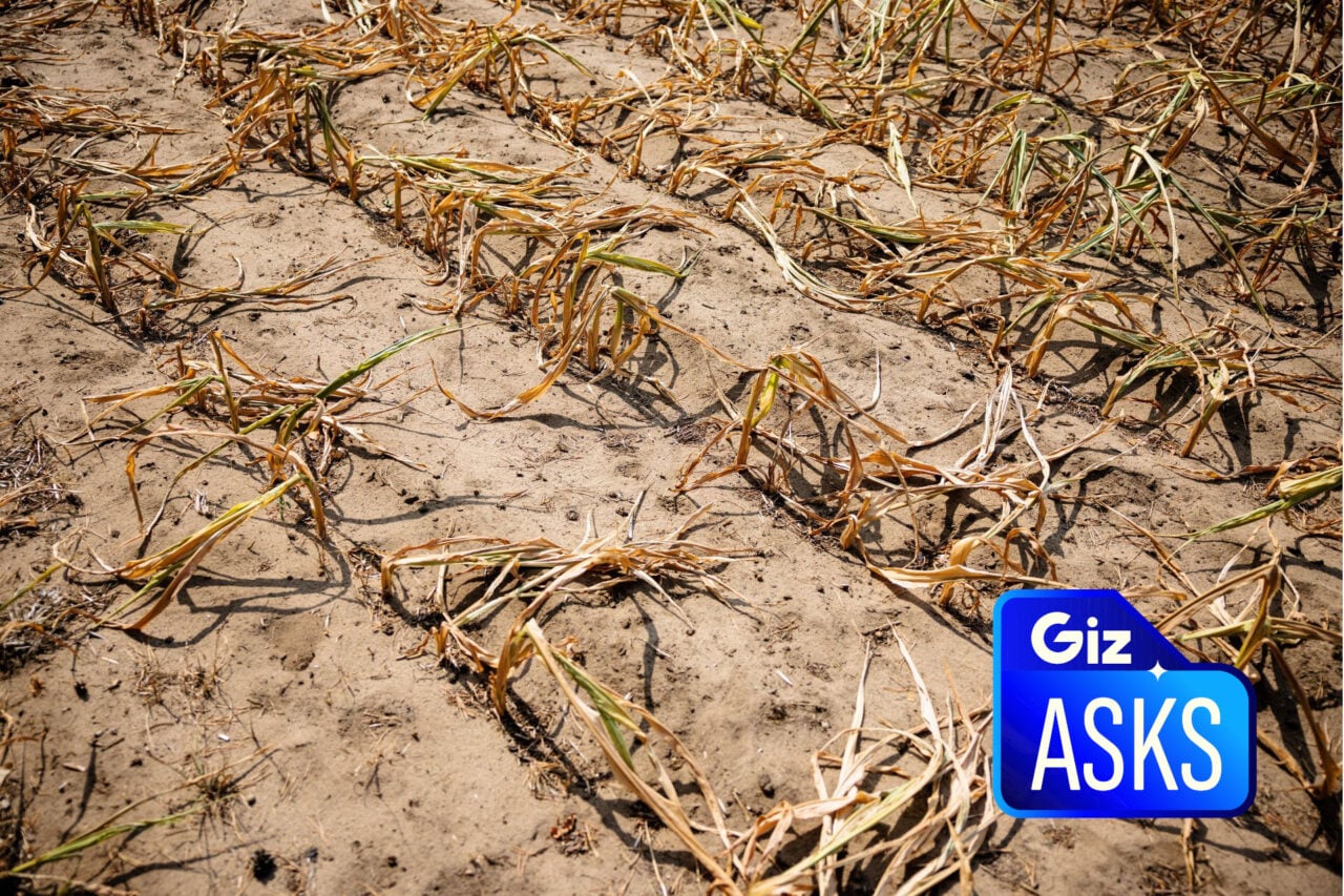 Dead Crops Giz Asks