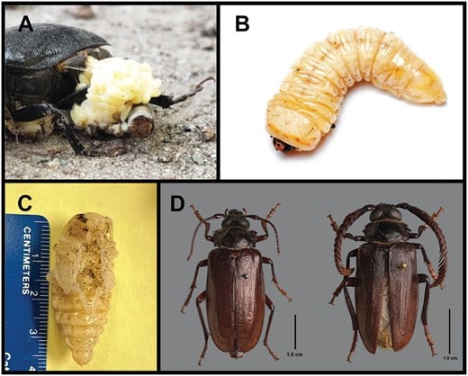 The various life stages of the P. imbricornus beetle. 