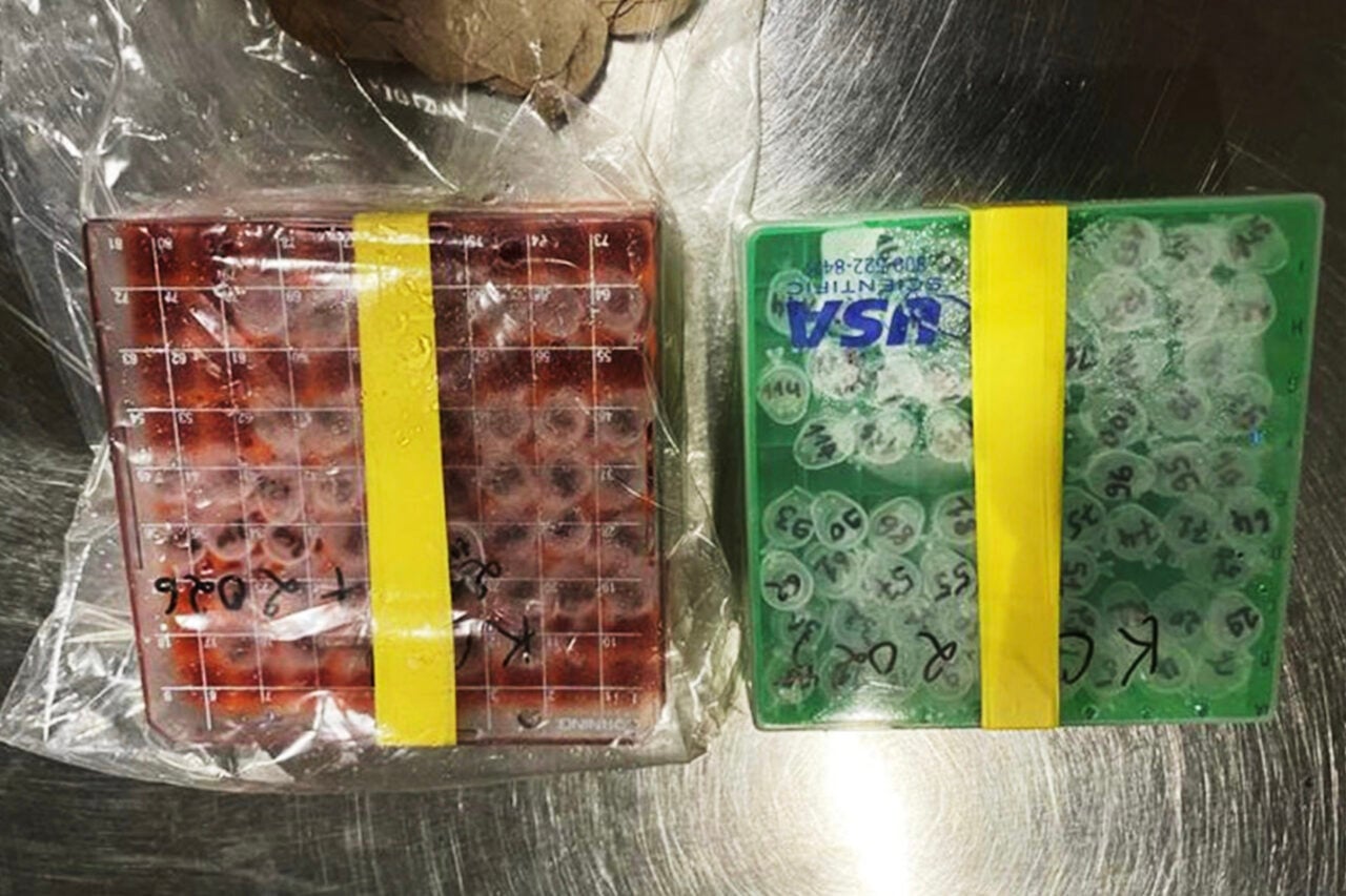 Feds Charge 2 NIH Scientists With ‘Conspiracy to Smuggle’ Deadly Virus