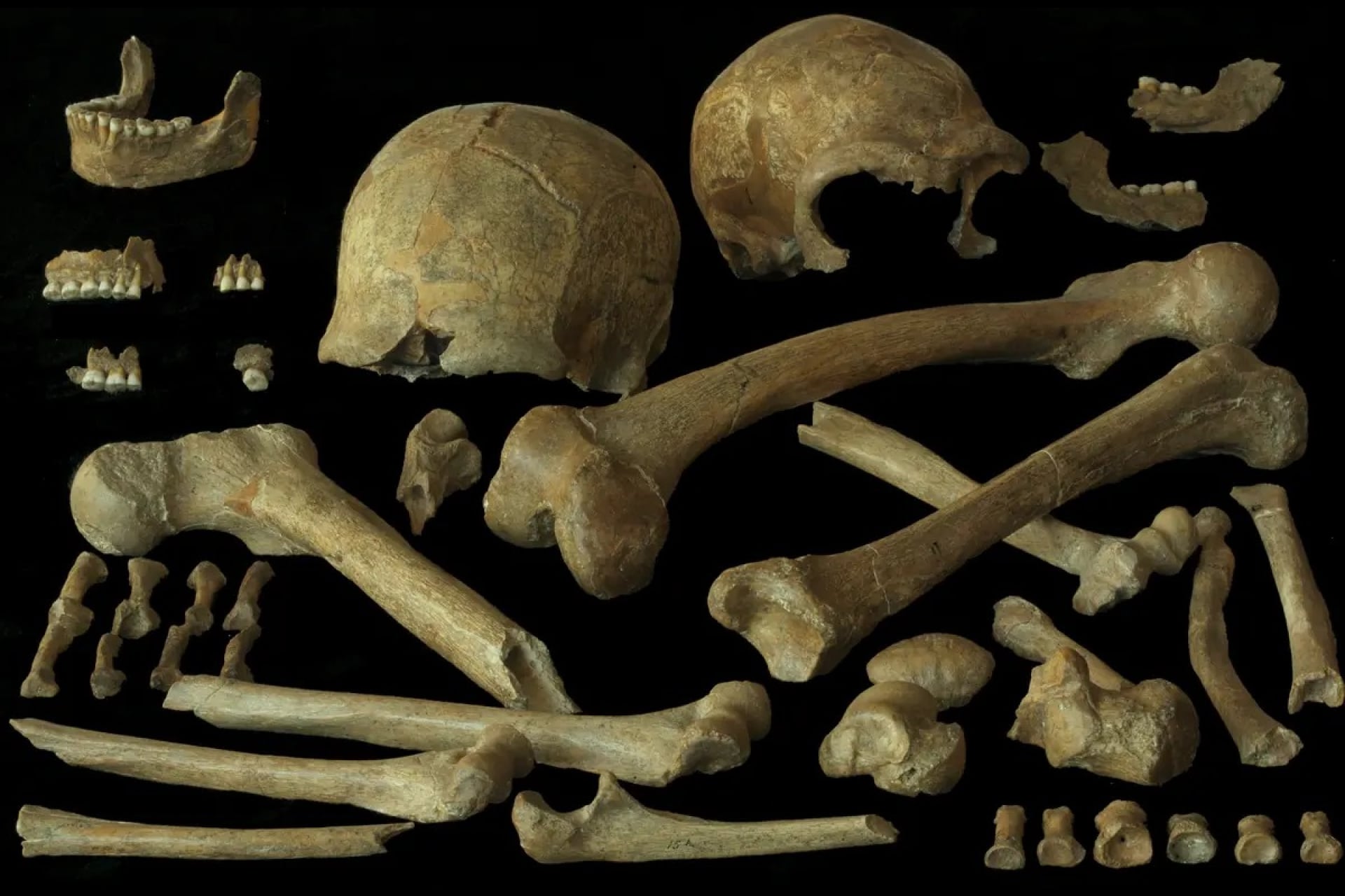 Neandertal skeletal elements from the Spy 1 and 2 skeletons (Lohest Collection, 1886) from Spy Cave in Belgium.