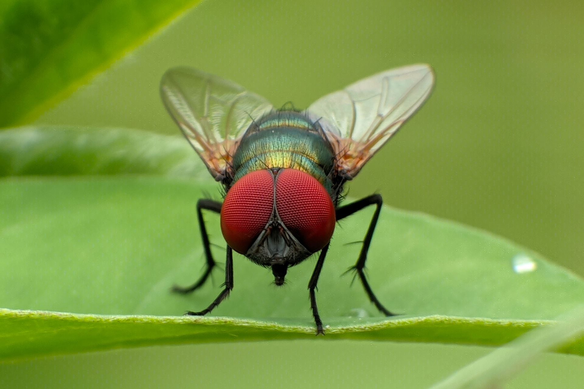 A close-up view of Cochliomyia hominivorax. The fly's maggot form feeds on the living flesh of warm-blooded animals.