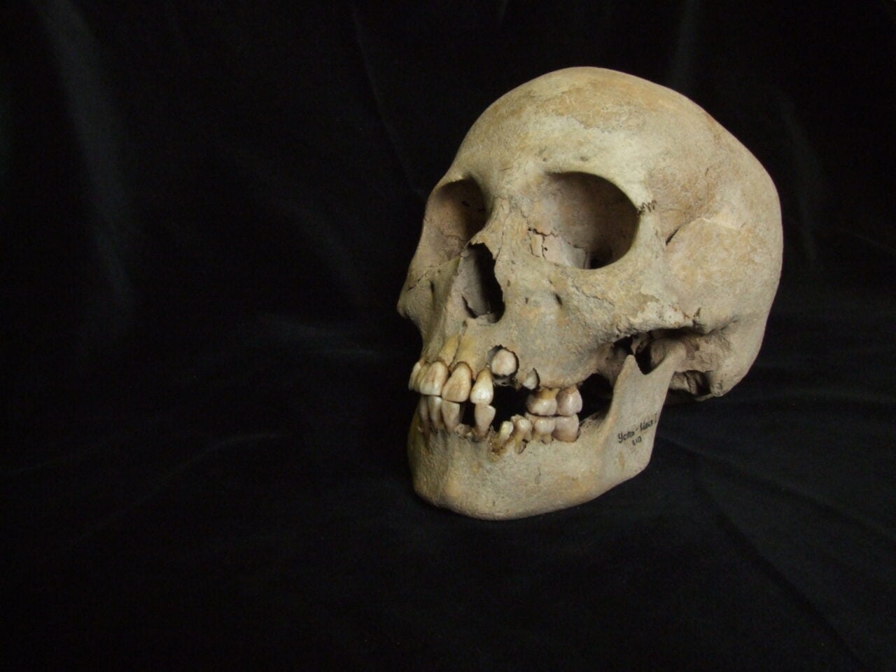 Plague Victim Skull