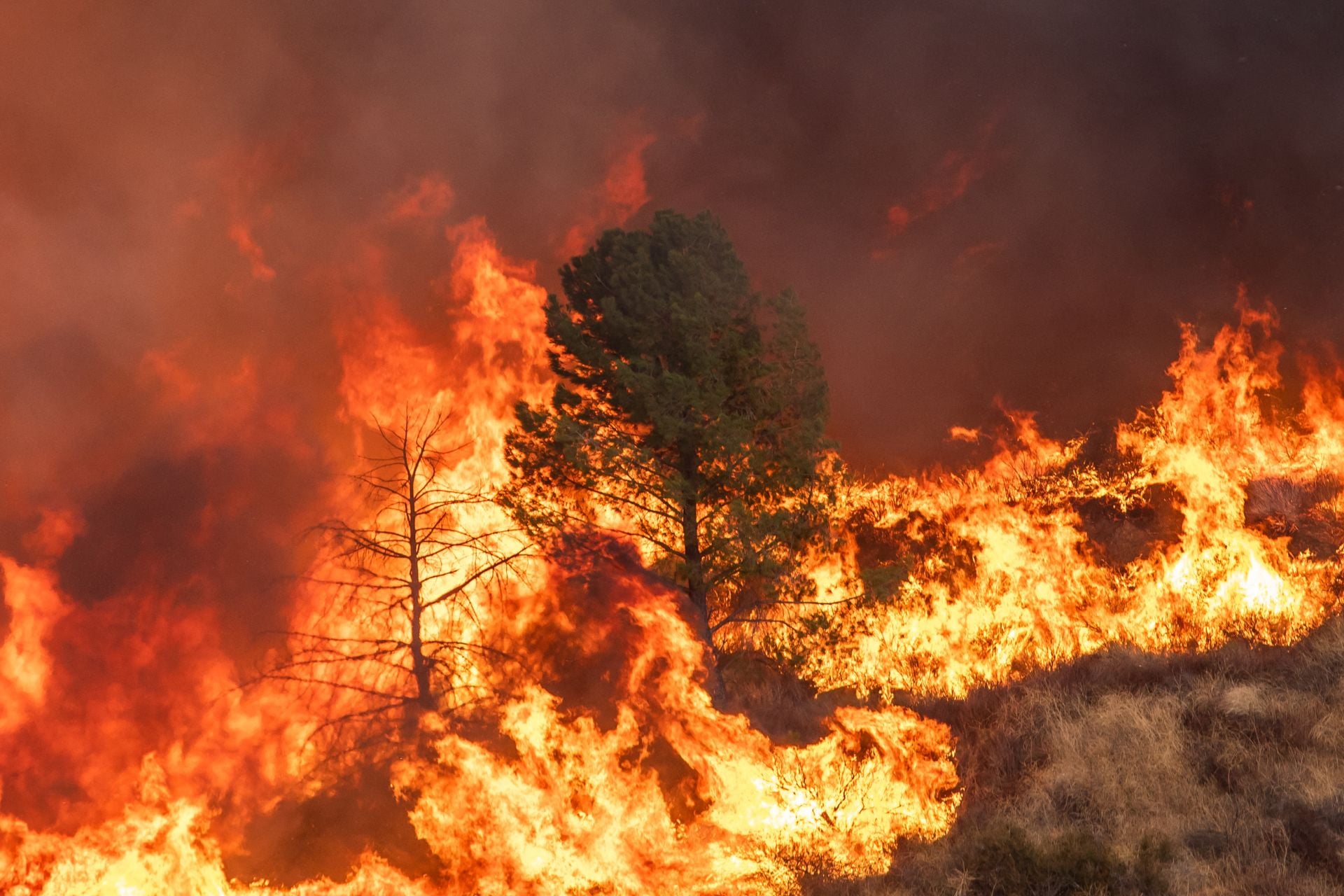A tree engulfed in flames from the Hughes Fire in Castaic, a northwestern neighborhood of Los Angeles County, California, on January 22, 2025.