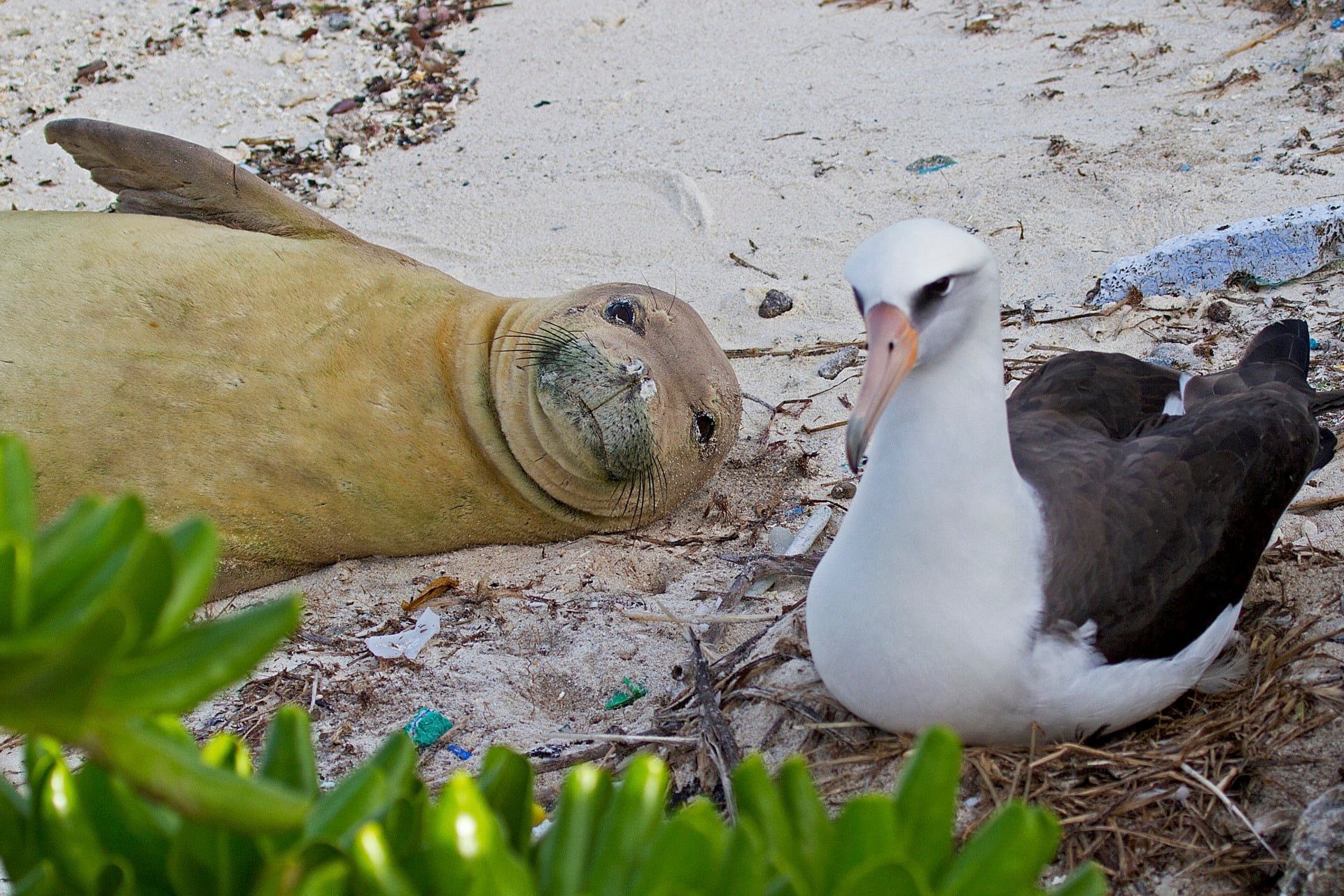 An endangered monk seal lies next to a Laysan albatross, which has been listed as “near threatened” by the IUCN, on a beach along Midway Atoll in Hawaii.