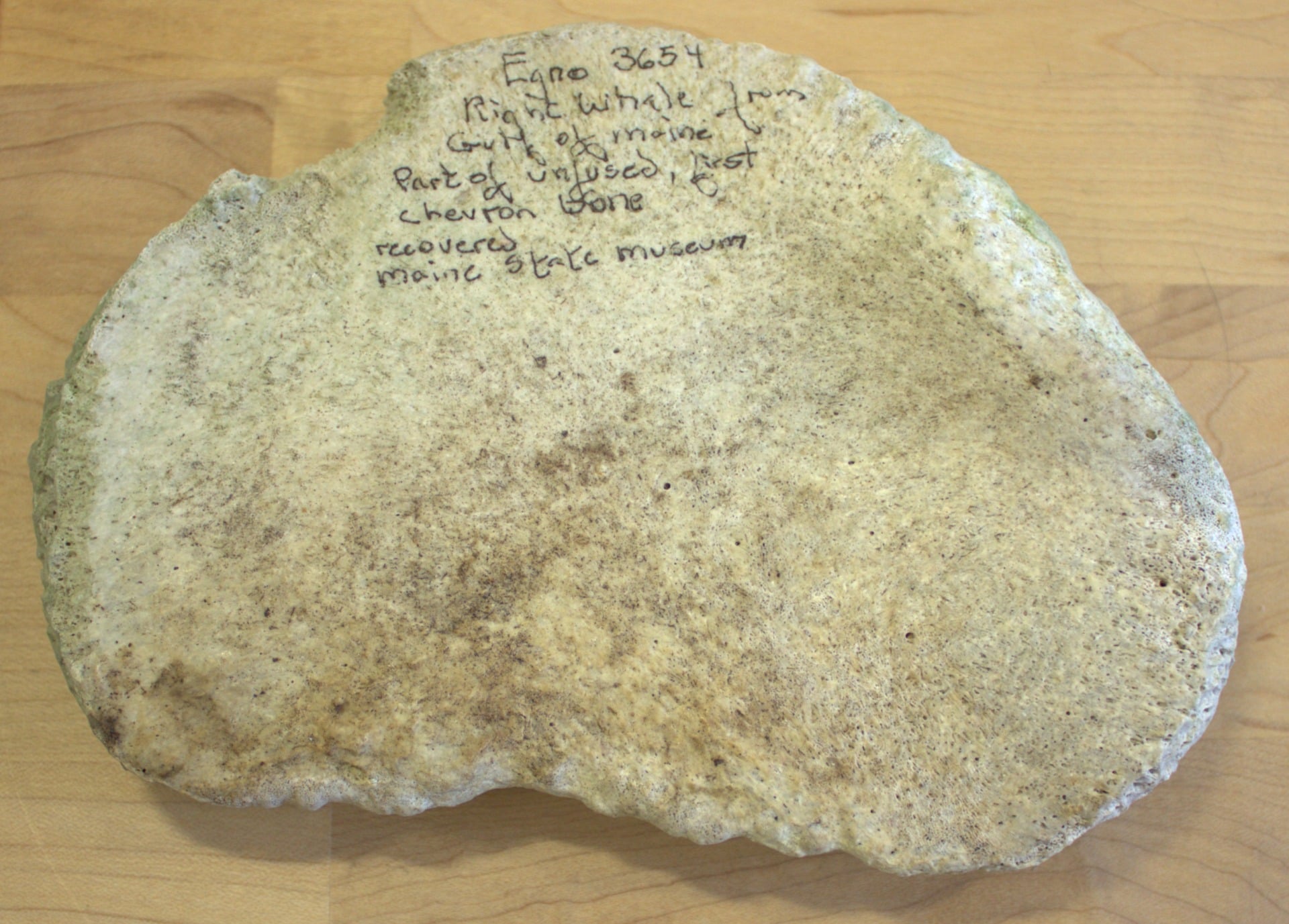A whale bone included in the America250 time capsule that will be buried on July 4, 2026.