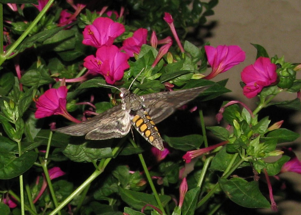 A Tobacco Hawk Moth among some flowers
