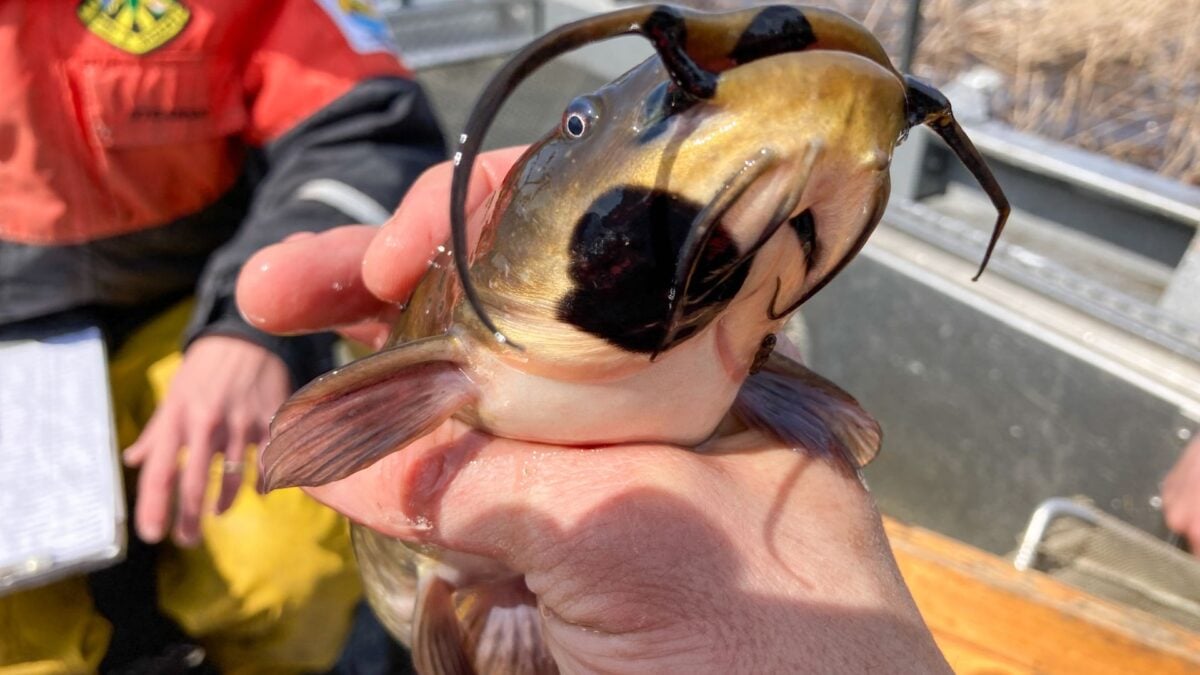 Scientists Discover the First-Ever Contagious Cancer in Fish