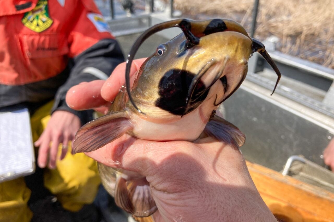 Brown Bullhead Catfish With Melanoma