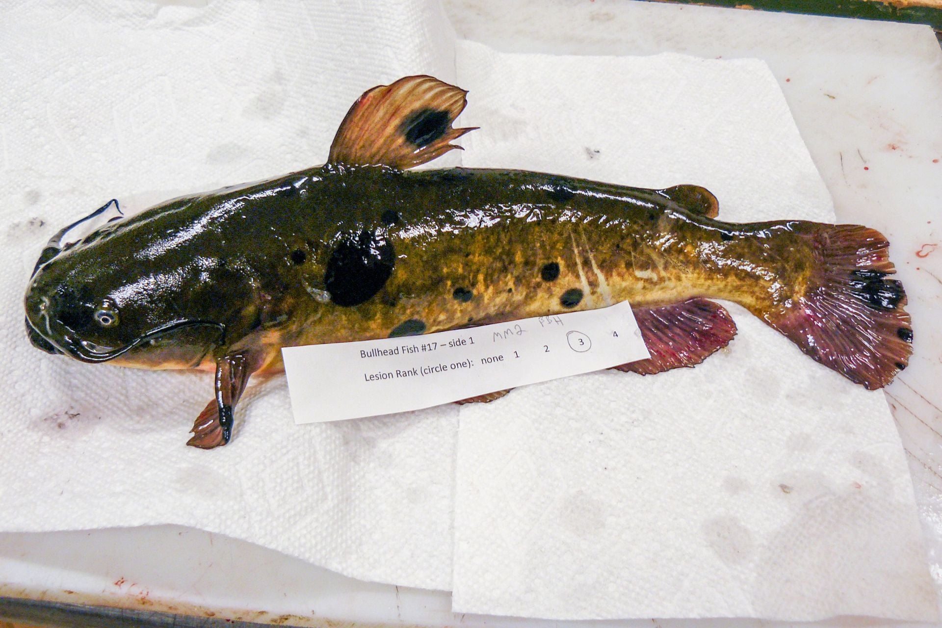 Brown Bullhead Catfish With Melanoma 2