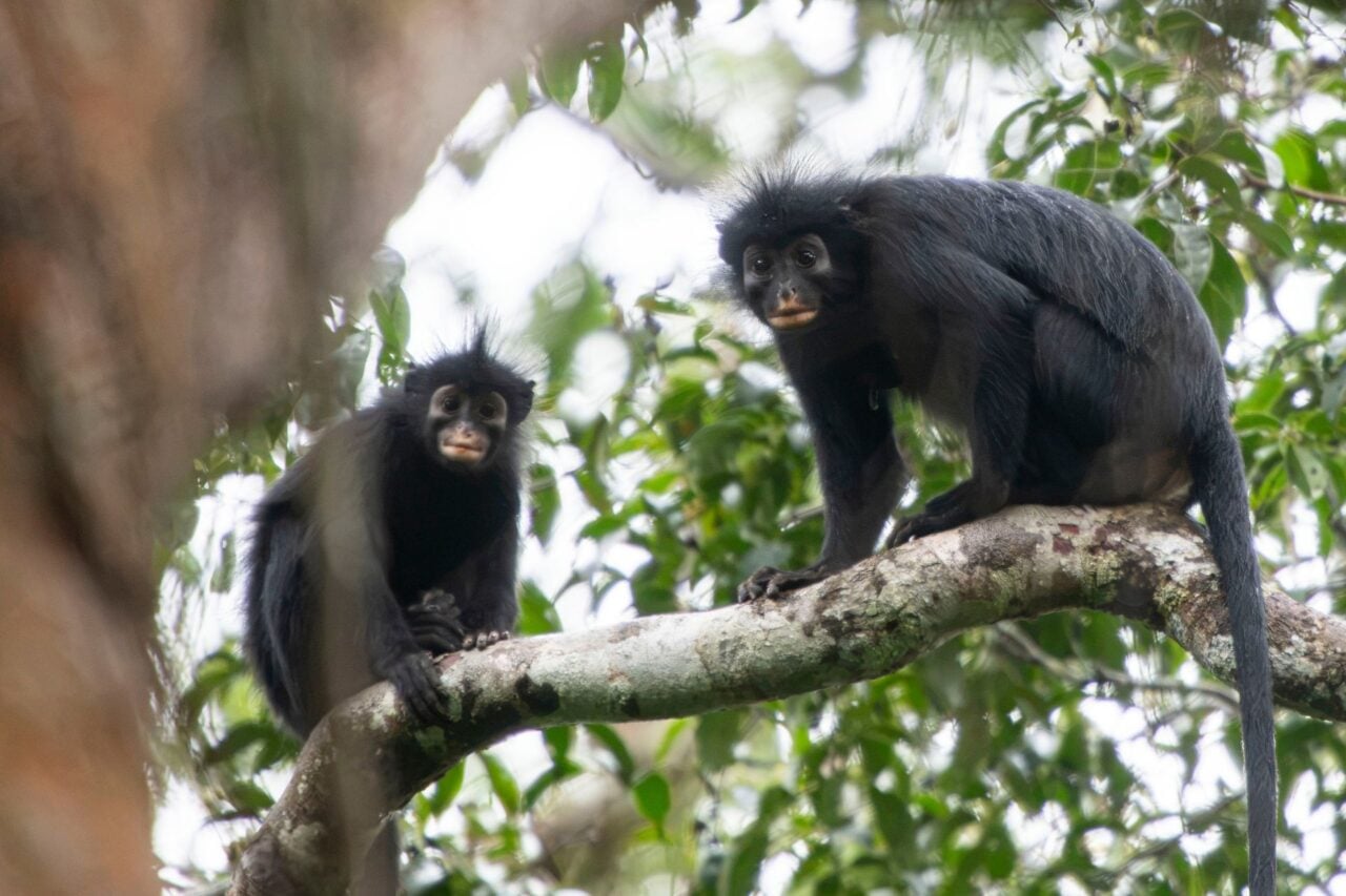 Two monkeys of the species C. Congoensis on a tree branch