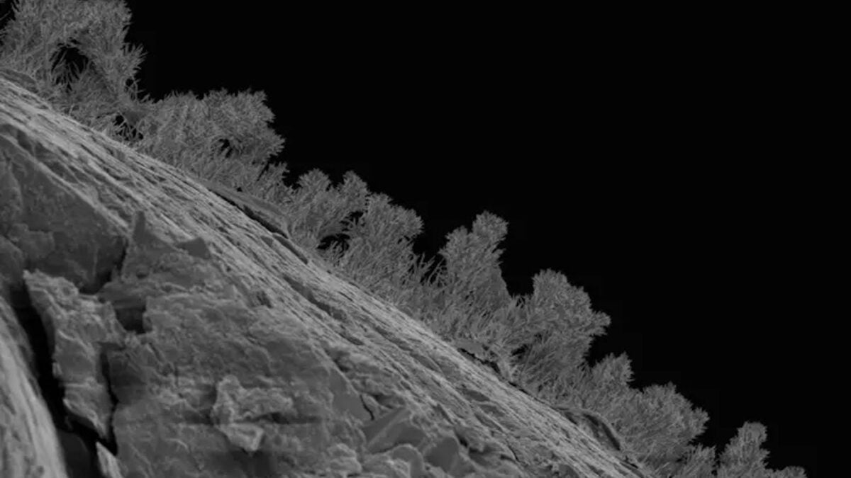 The Great Lakes Are Hiding a Secret Underworld of Tardigrades and Rock-Eating Fungi The Great Lakes Are Hiding a Secret Underworld of Tardigrades and Rock-Eating Fungi