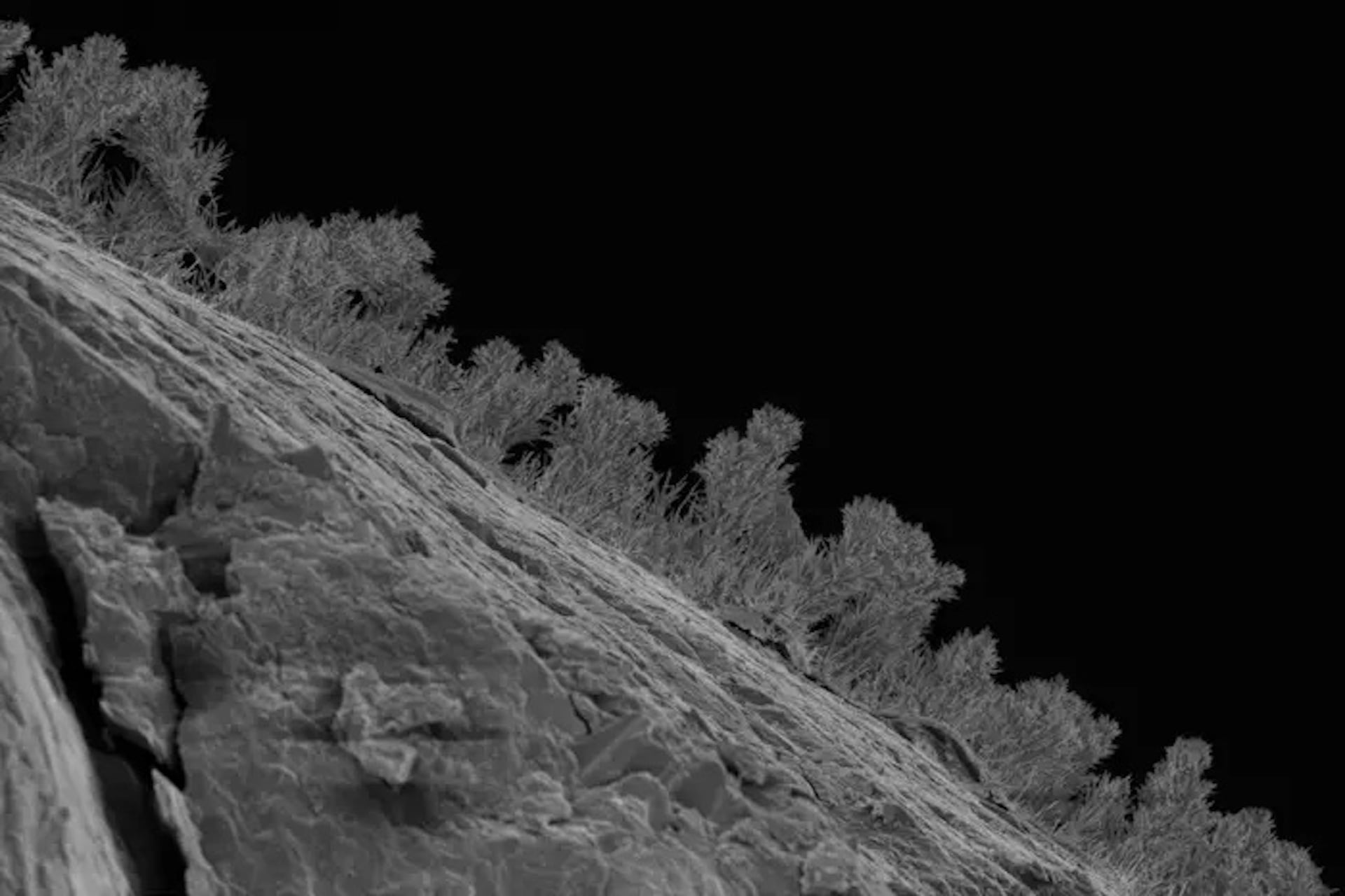 The research team isolated and grew more than 200 kinds of fungi from the deep subsurface.