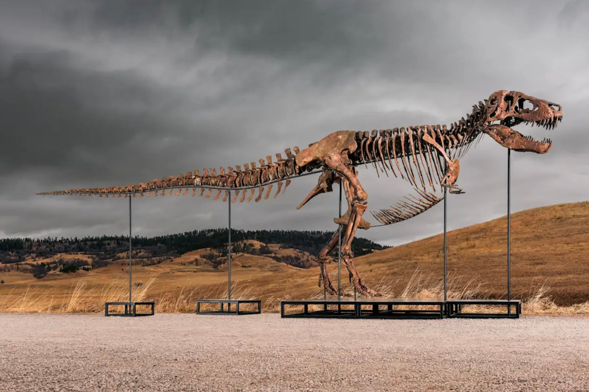 “Gus” the T. rex—discovered on a cattle ranch in South Dakota—goes up for auction this summer, July 14, 2026.  