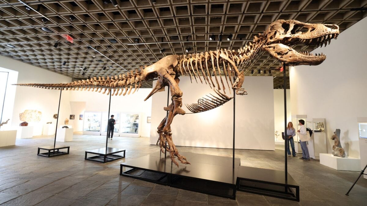The Most Expensive Dinosaur Fossil in History Is Now a T. Rex Named Gus