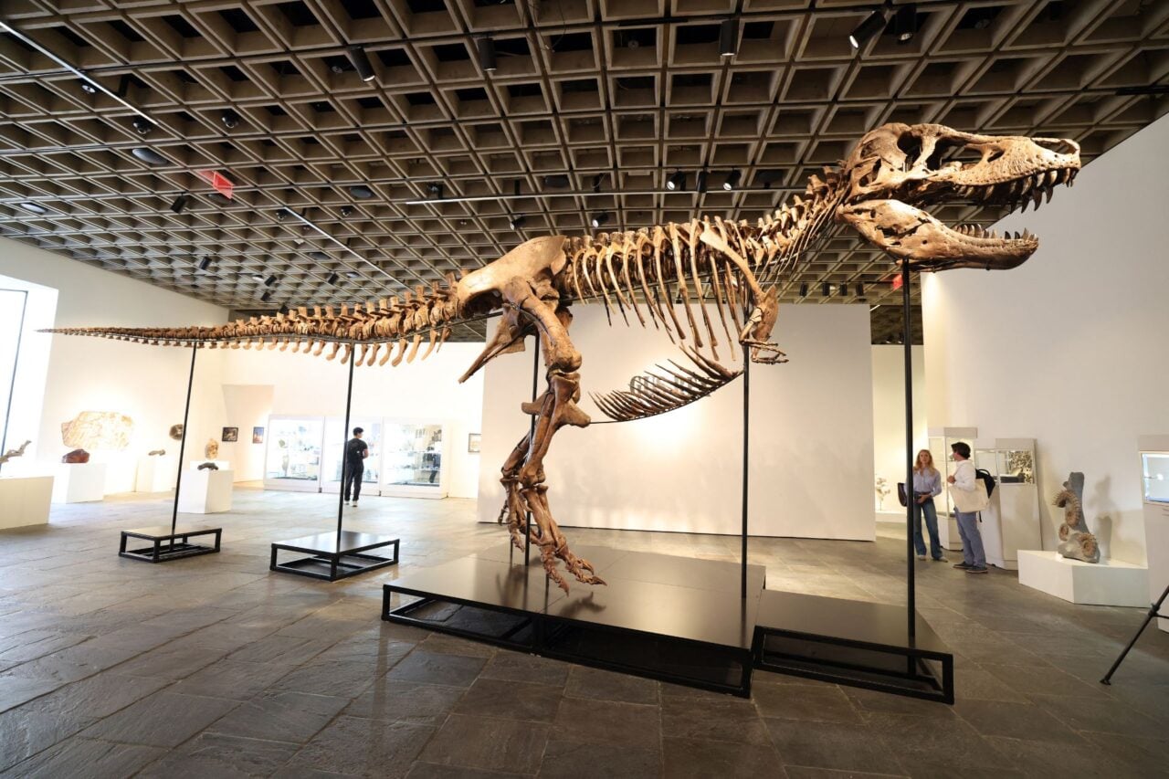 The Most Expensive Dinosaur Fossil in History Is Now a T. Rex Named Gus