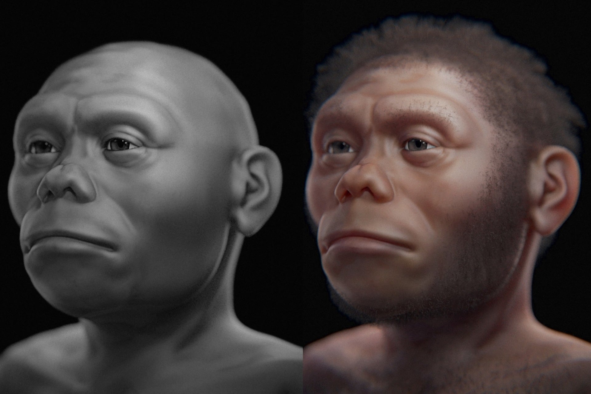 A 3D digital reconstruction of the Hobbit-sized Homo floresiensis.