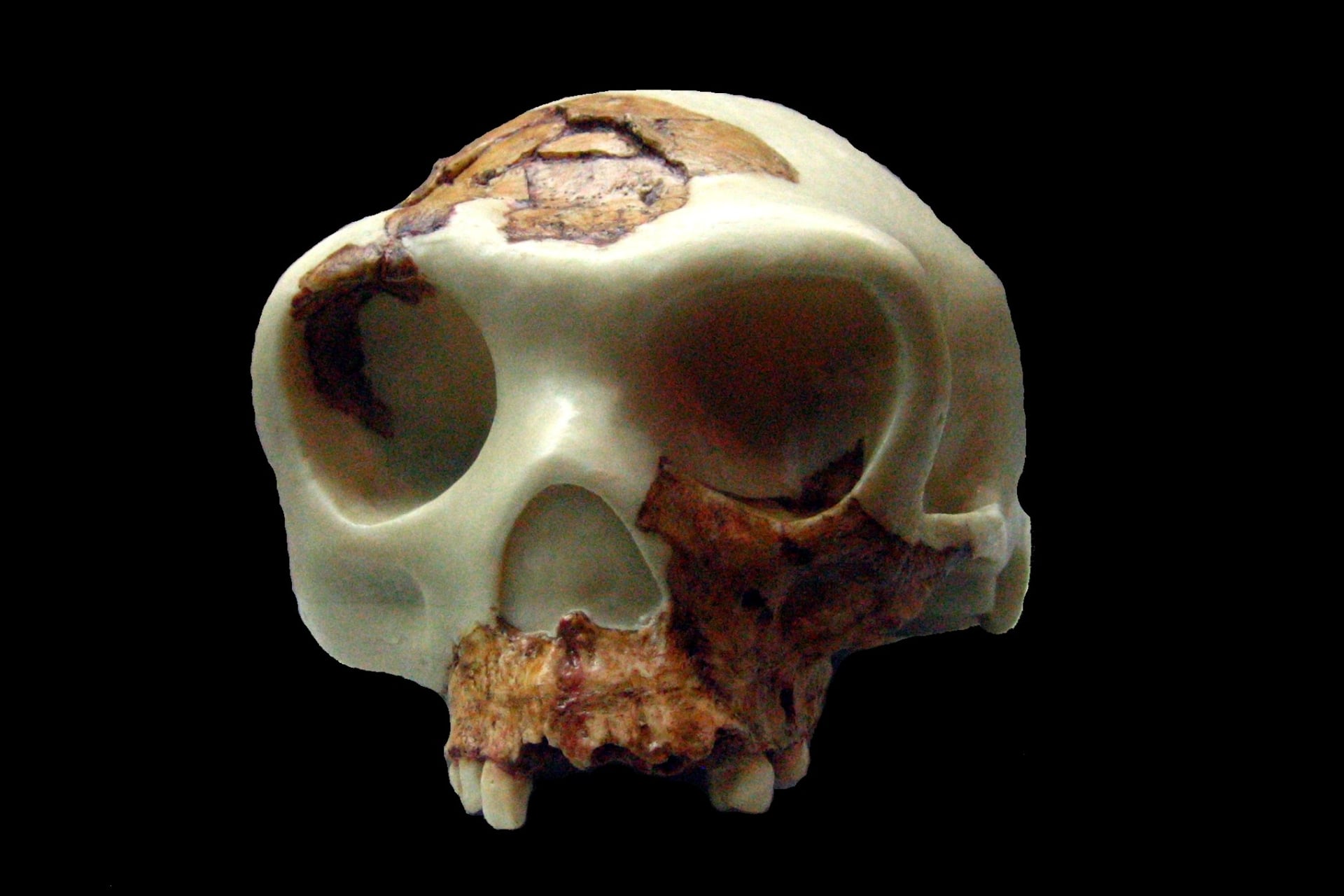 Reconstruction of Homo antecessor skull at Museu d'Arqueologia de Catalunya, Spain.