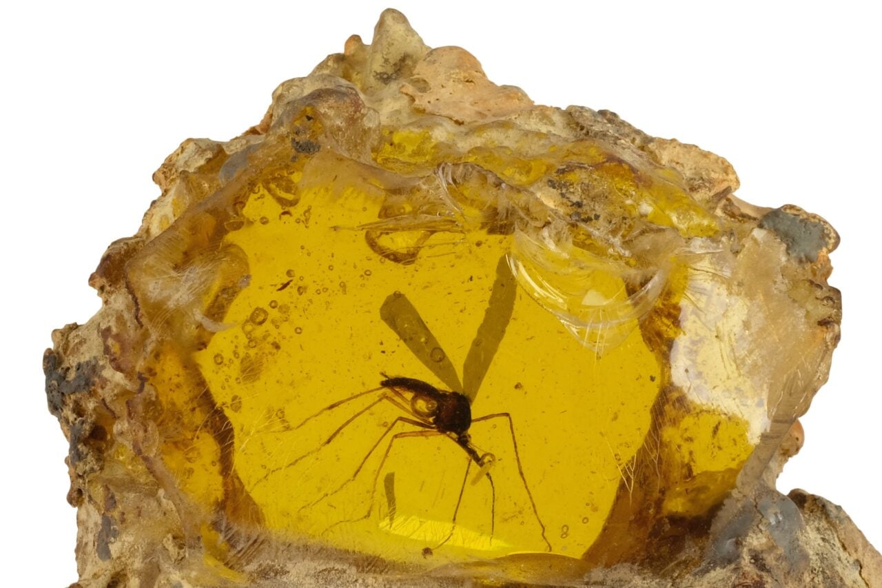 Mosquito In Amber Fossil Jurassic Park