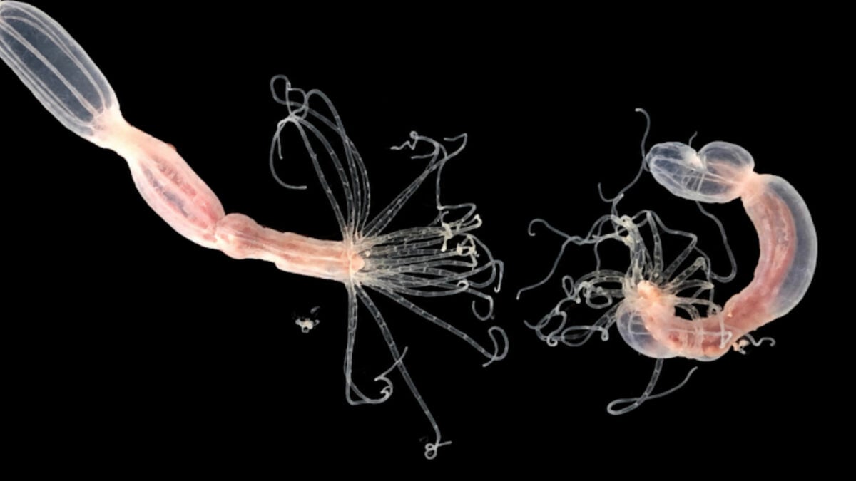 A Sea Anemone Uses CARDIB to Fight Viruses—and It’s Even More Bizarre Than It Sounds