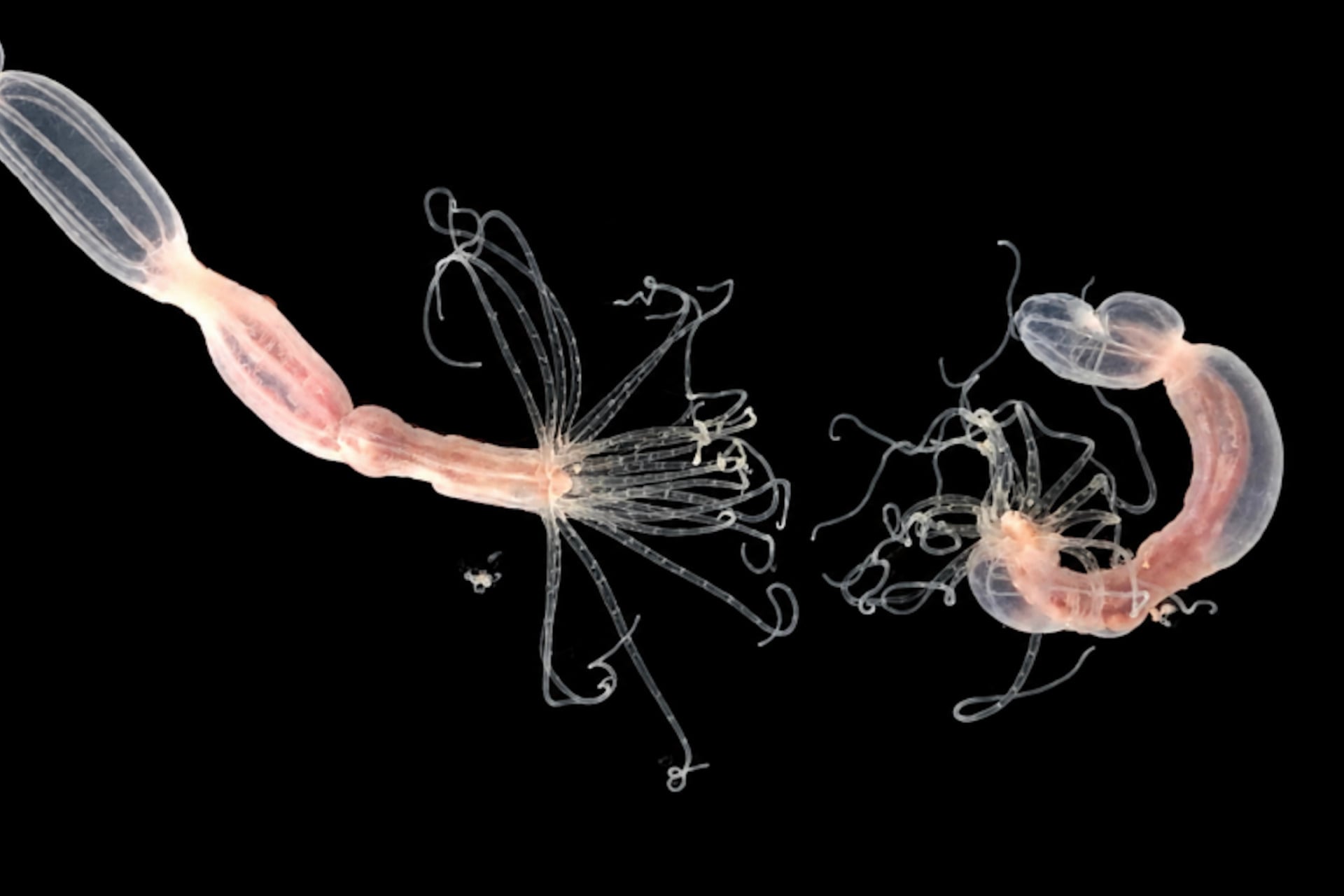 Two ‘Nematostella vectensis’ sea anemones images in the lab 