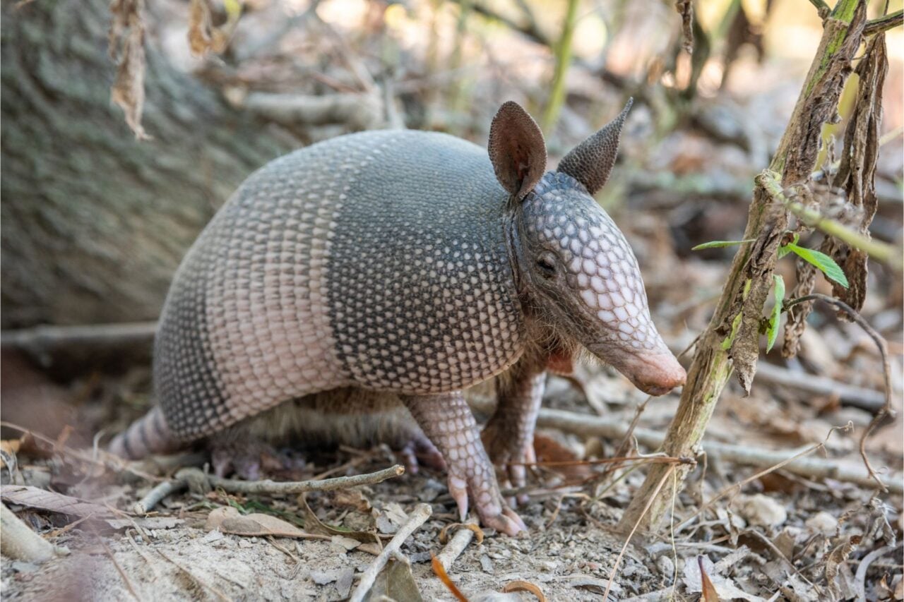 Nine-banded Armadillo