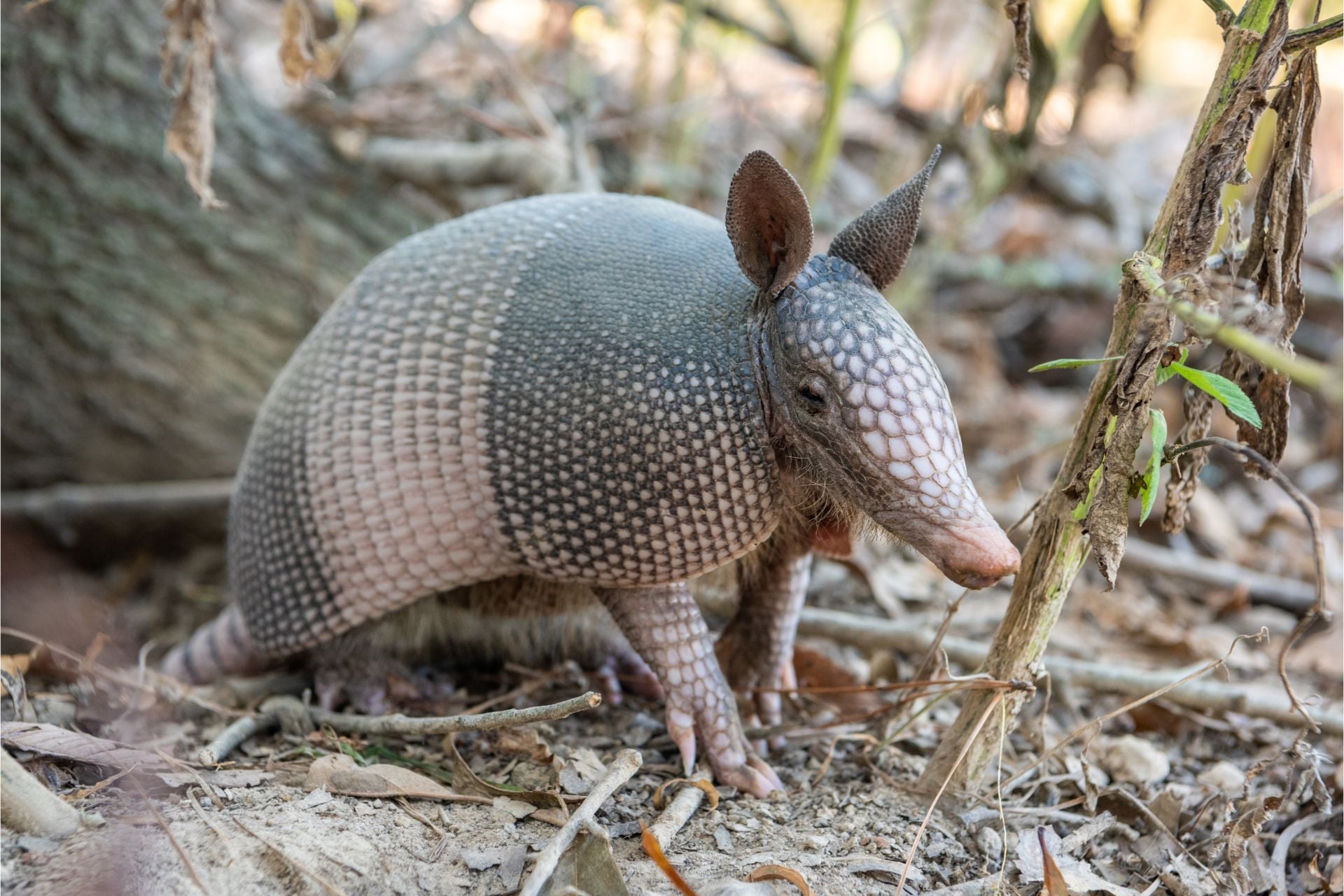 The nine-banded armadillo (Dasypus novemcinctus) is an animal reservoir of the bacteria that cause leprosy.