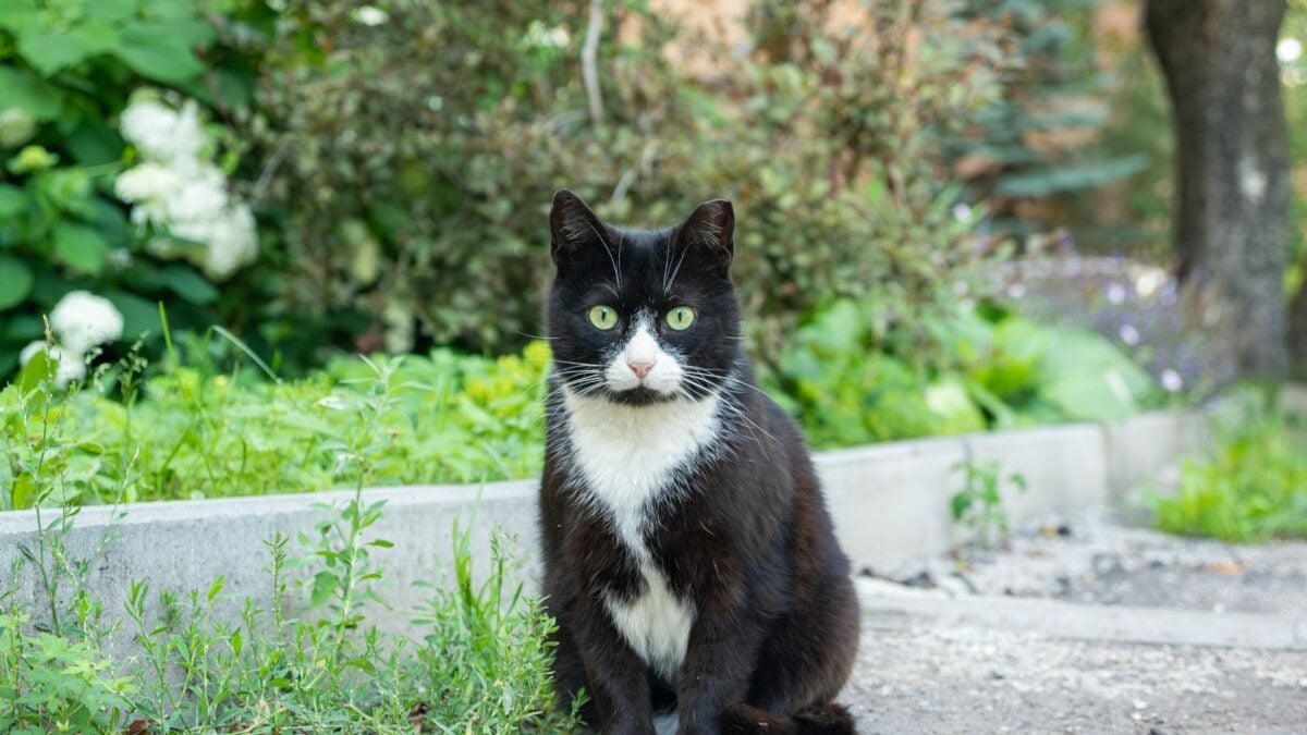 More Than Half of NYC’s Street Cats Carry Parasites That Can Infect Humans