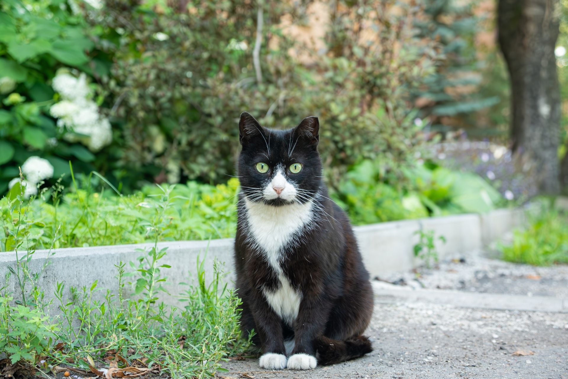 An outdoor stray cat.