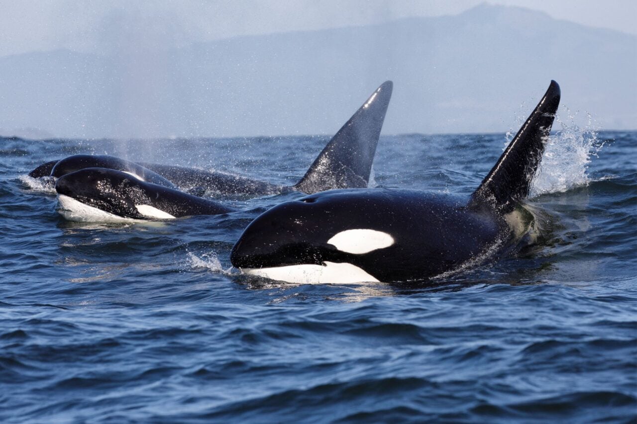 Watch These Orcas Smash a Giant Dead Fish to Pieces—Just for Kicks