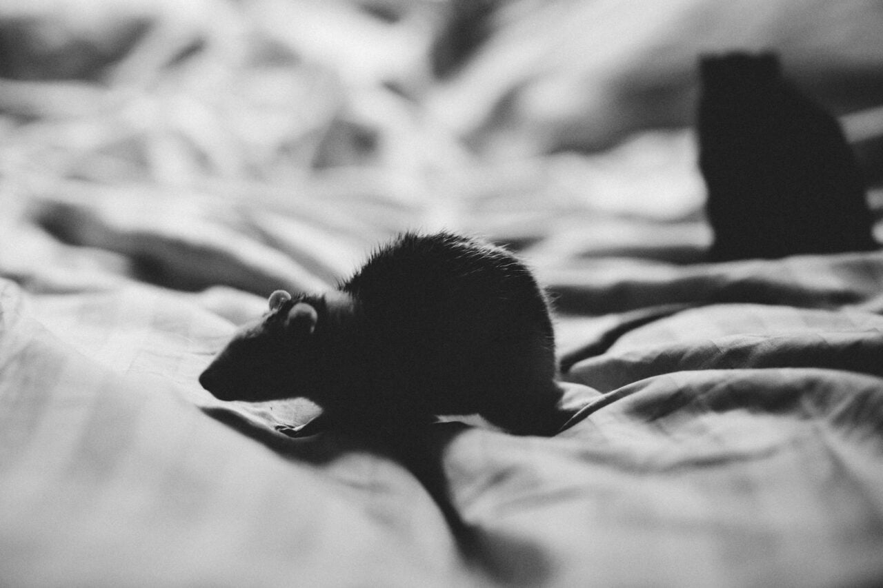Rats Mice Mutations Rodentcide