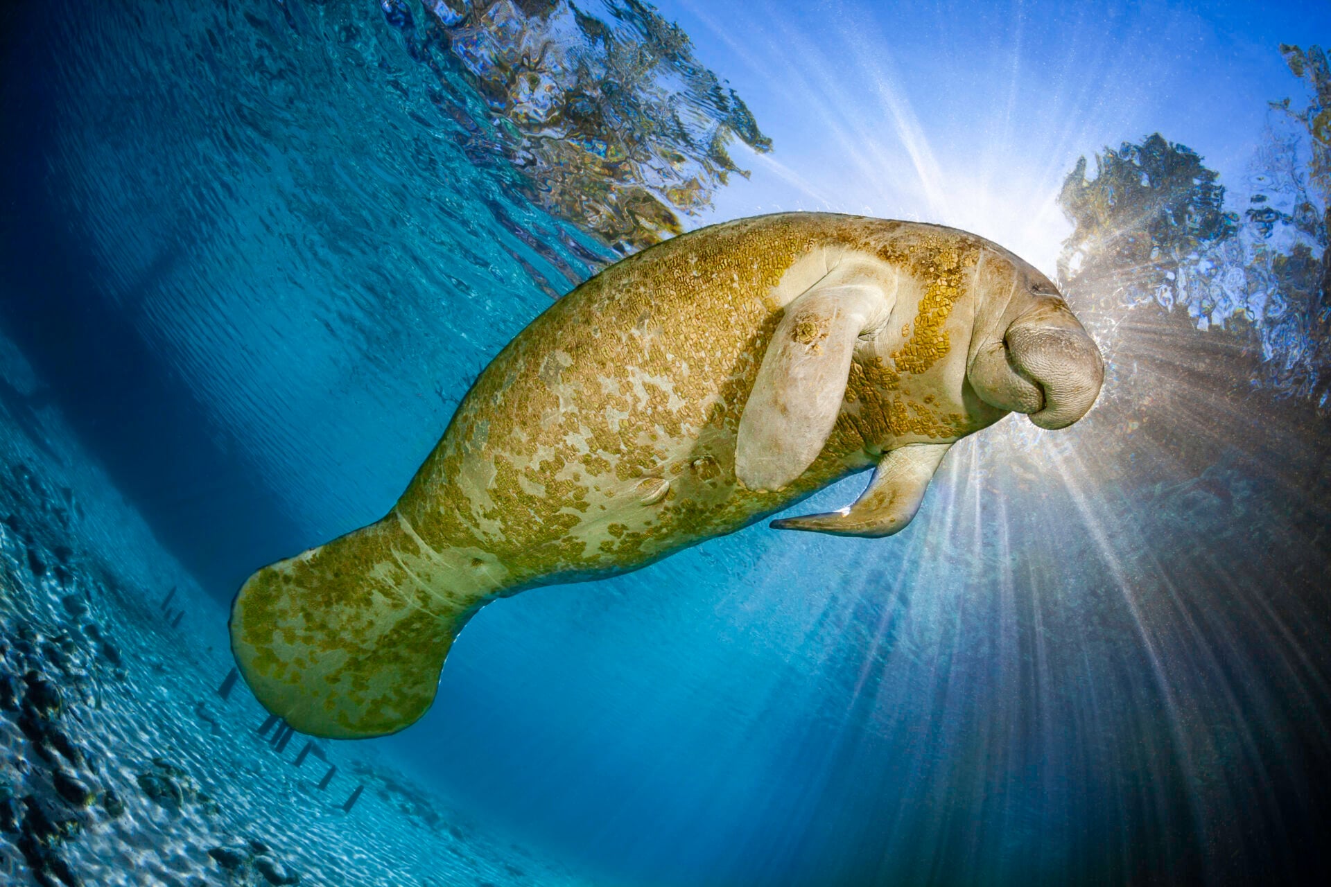 Estados Unidos Florida 2026 Mención Honorífica David Fleetham Manatee