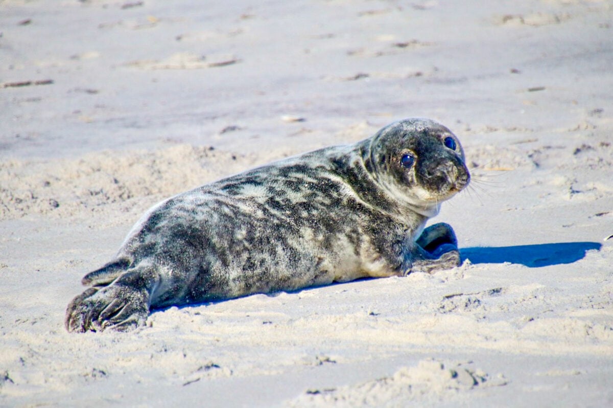 An Adorable Puppy-Eyed Seal Is the Star of These Award-Winning Photos