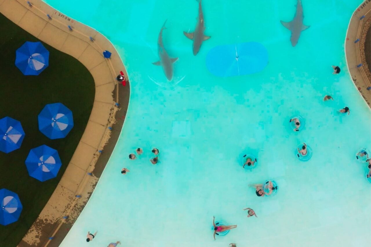 Water Park Shark Overhead