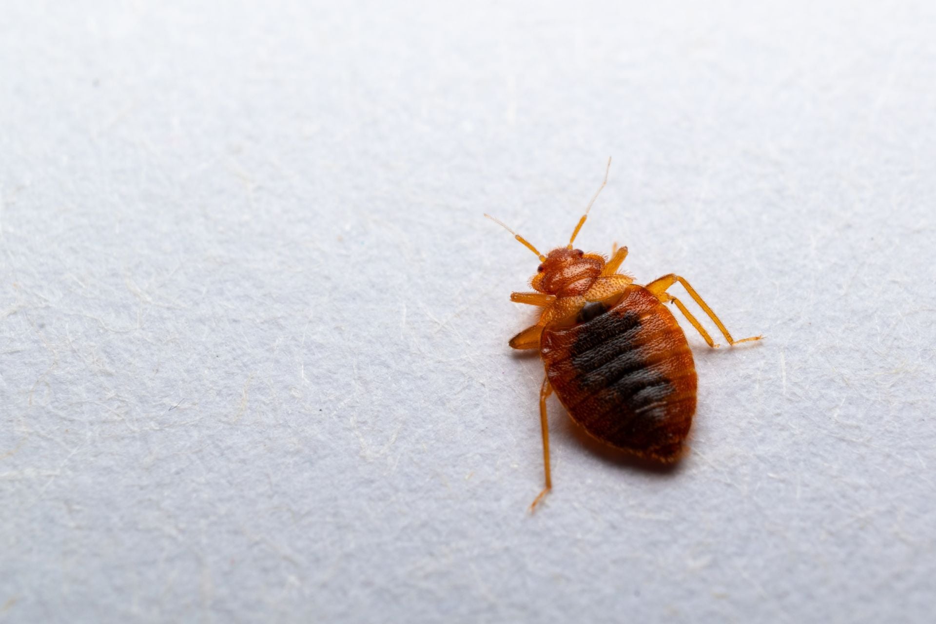 A close-up view of a bed bug, one of the many parasites that regularly infest humans.
