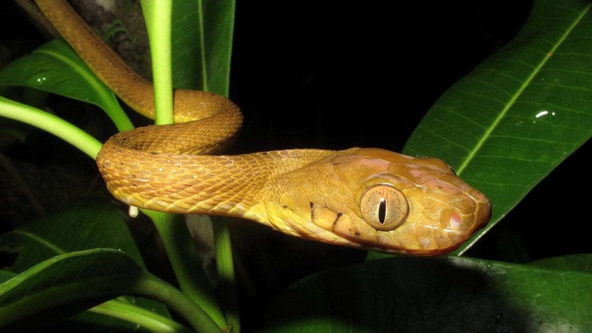 Inbreeding Should Have Slowed Down These Pesky Brown Tree Snakes. Well&hellip;