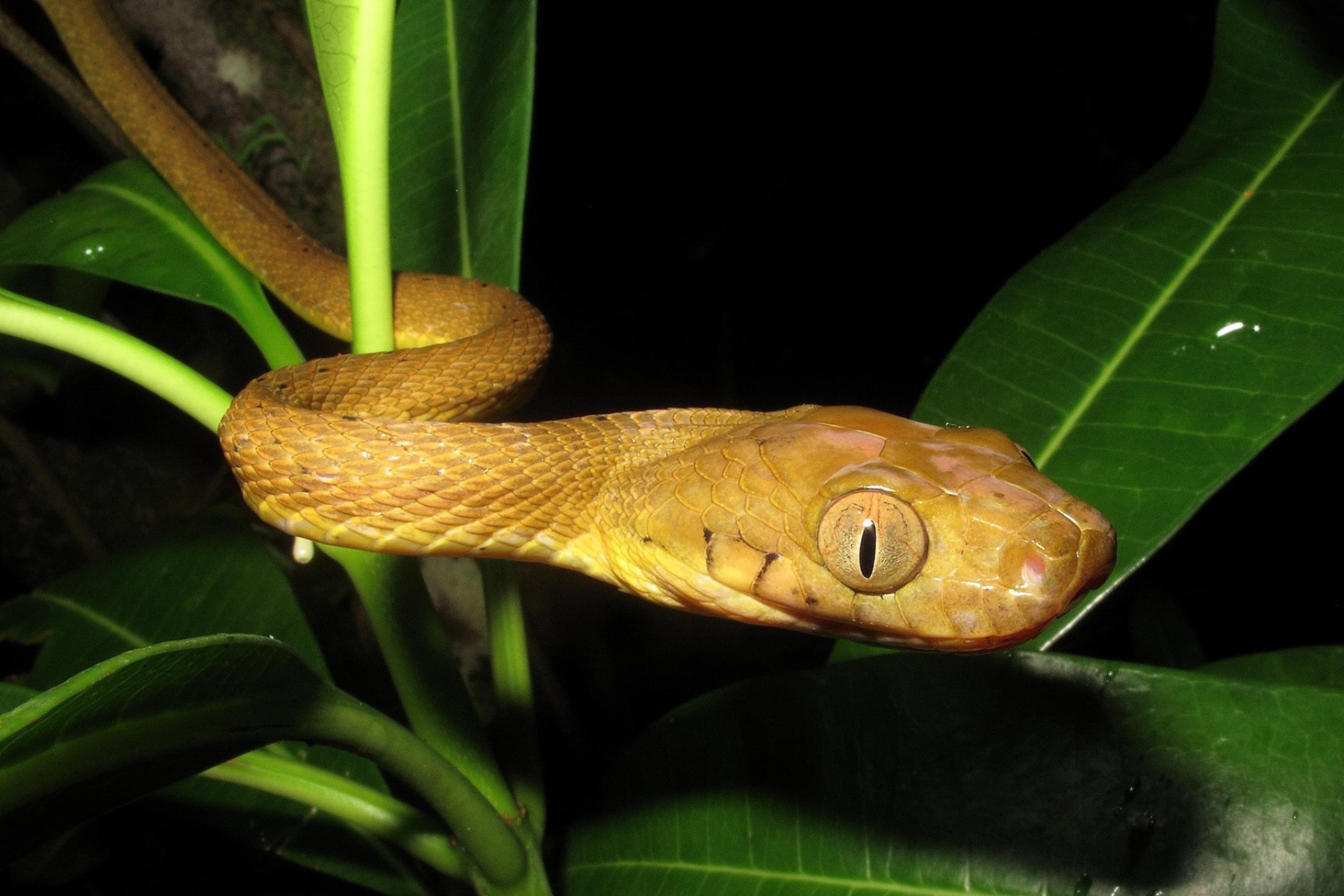 A brown tree snake.
