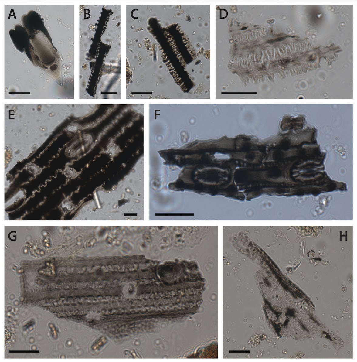 Burnt Phytoliths Cloggs Cave