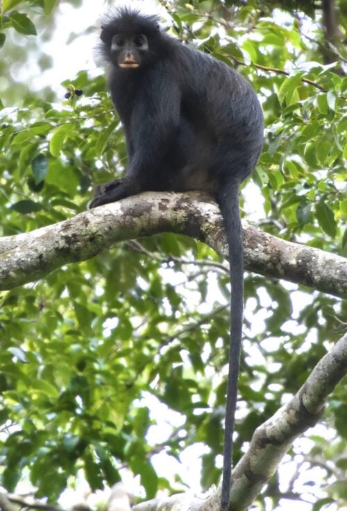 A C.congoensis monkey sitting on a branch