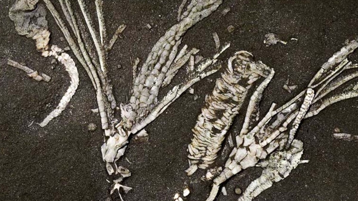Scientists Find Super-Rare Soft Tissue Fossil From 450-Million-Year-Old Sea Creature Scientists Find Super-Rare Soft Tissue Fossil From 450-Million-Year-Old Sea Creature
