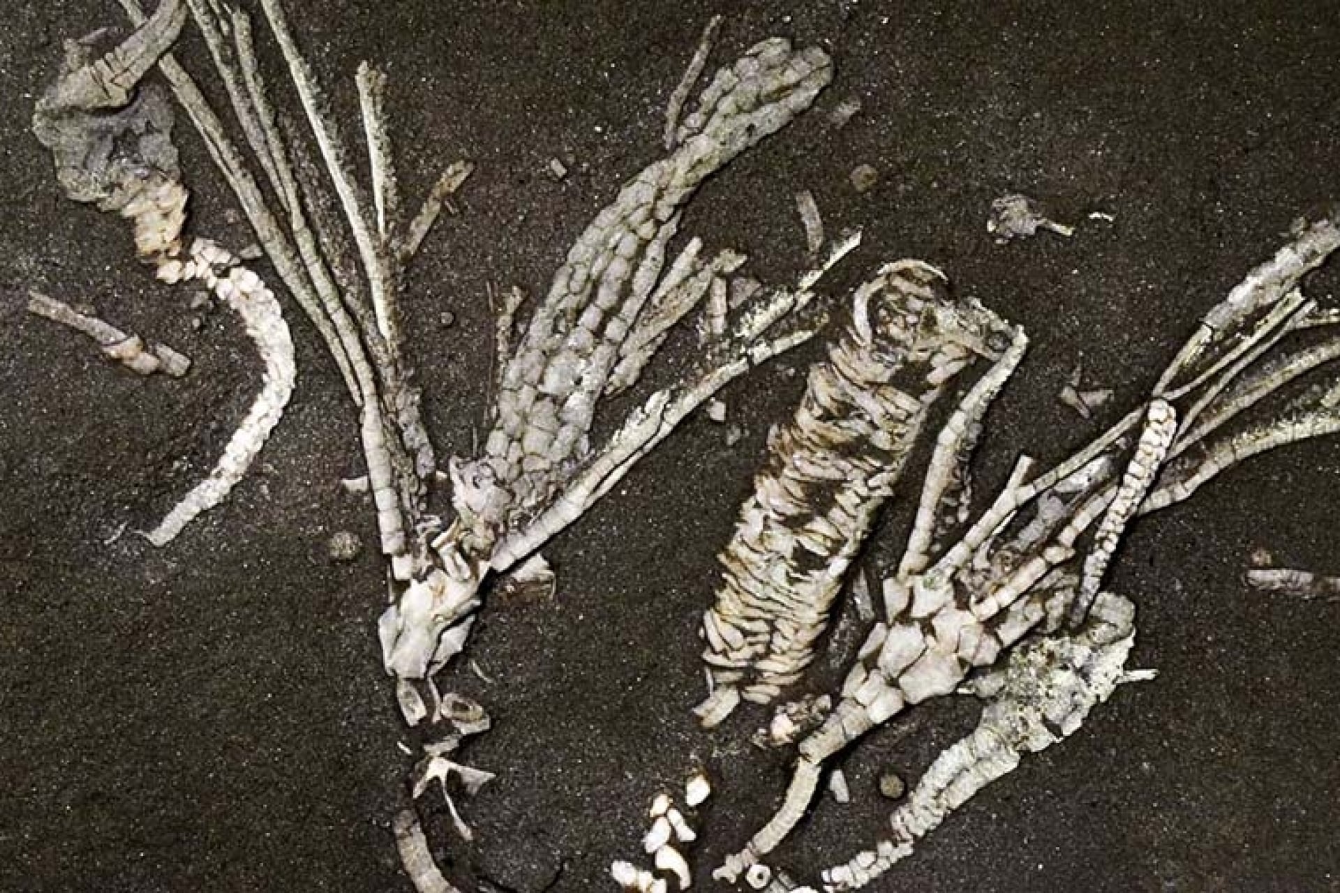 An ancient crinoid fossil with preserved soft tissues.