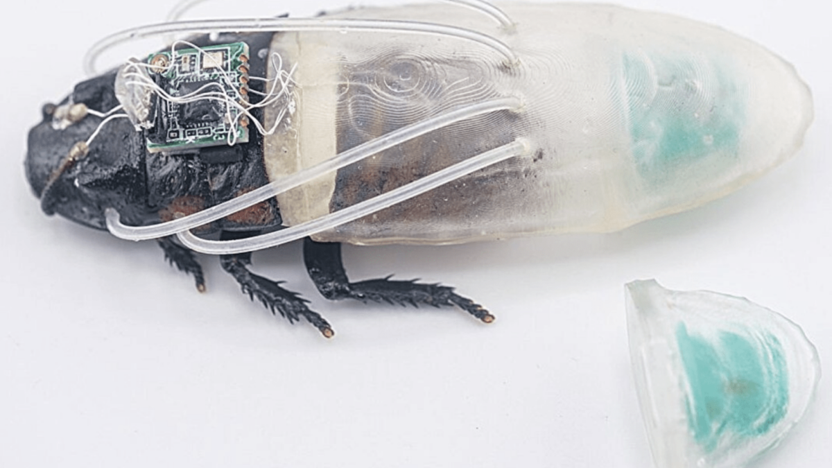 Scientists Built Amphibious Cyborg Cockroaches and We Regret to Inform You They Work
